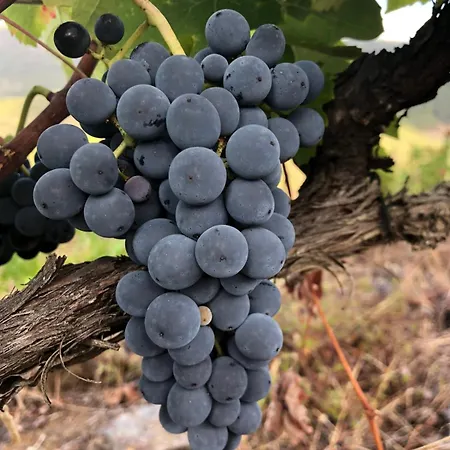 Quinta Da Penada - Vineyard & Winery - Main House 公寓 *